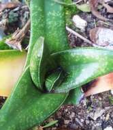 Image of Gasteria tukhelensis van Jaarsv.