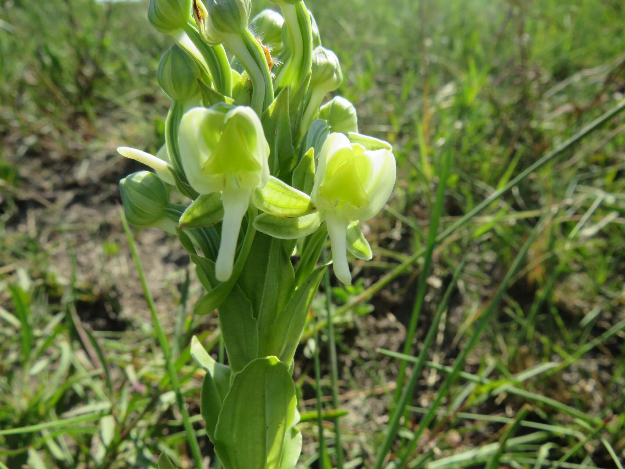 Image of Habenaria epipactidea Rchb. fil.