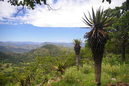 Plancia ëd Aloe vryheidensis Groenew.