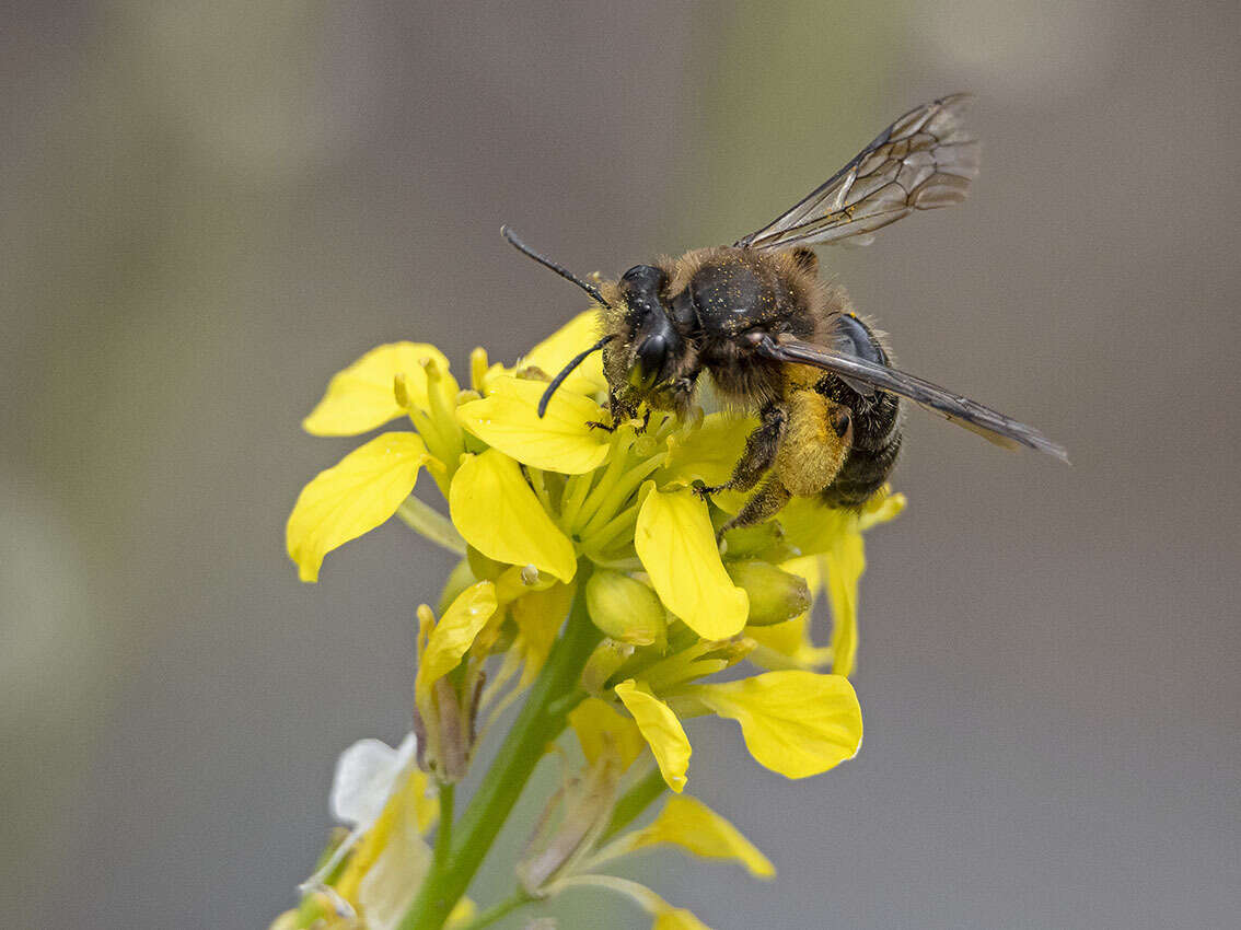 Andrena vulcana Dours 1873 resmi