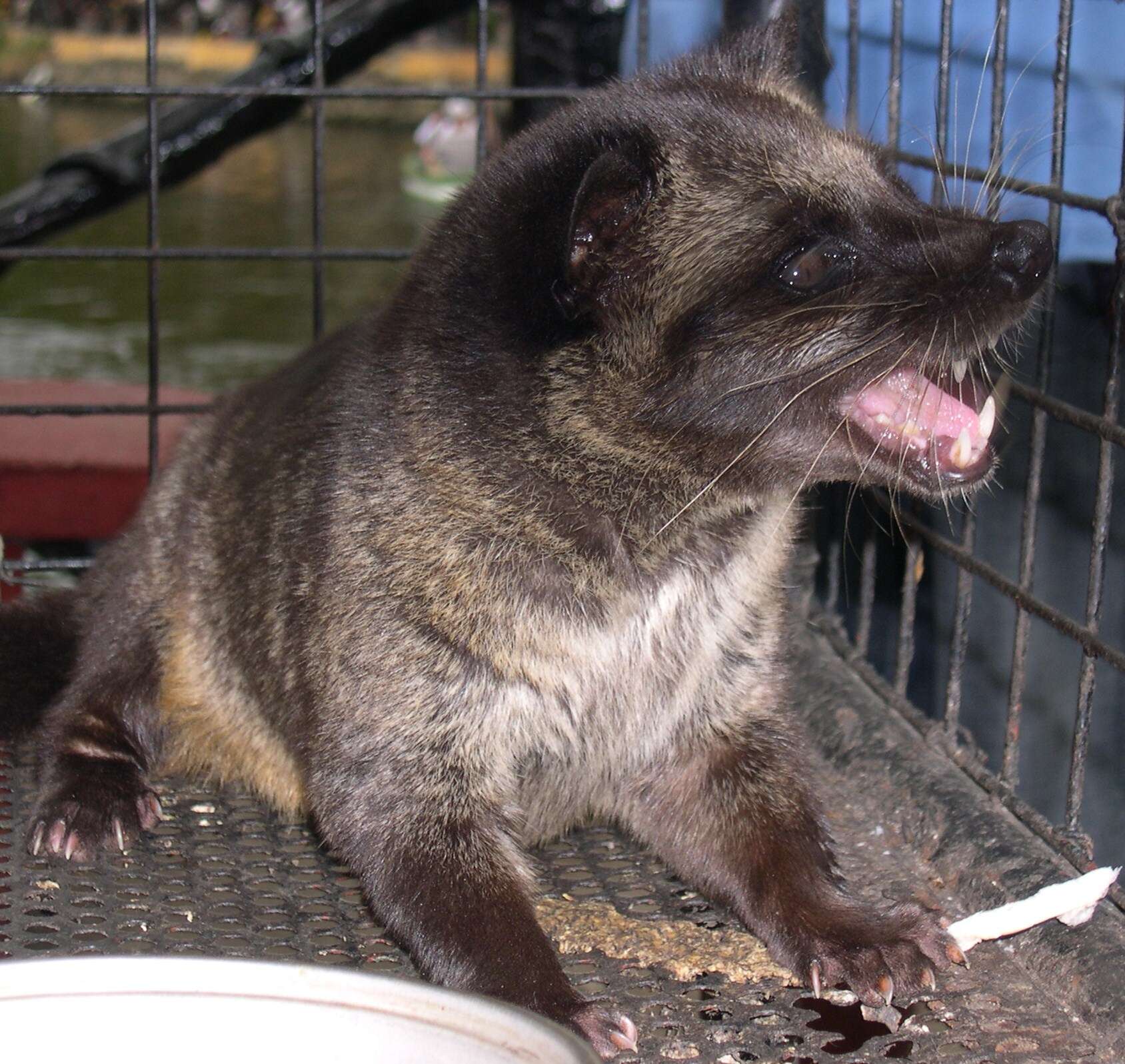 Image de Civette palmiste hermaphrodite