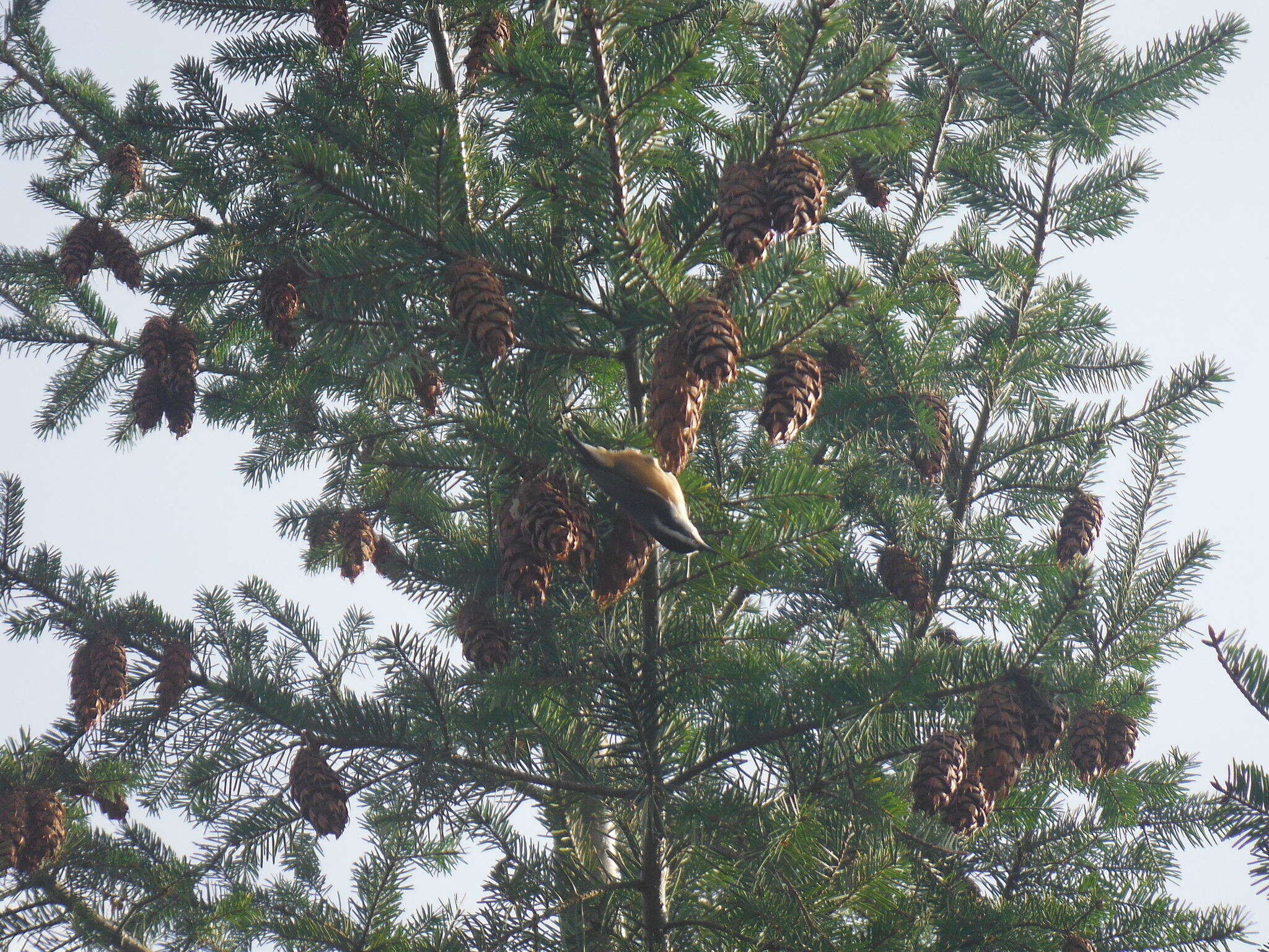 Imagem de Sitta canadensis Linnaeus 1766