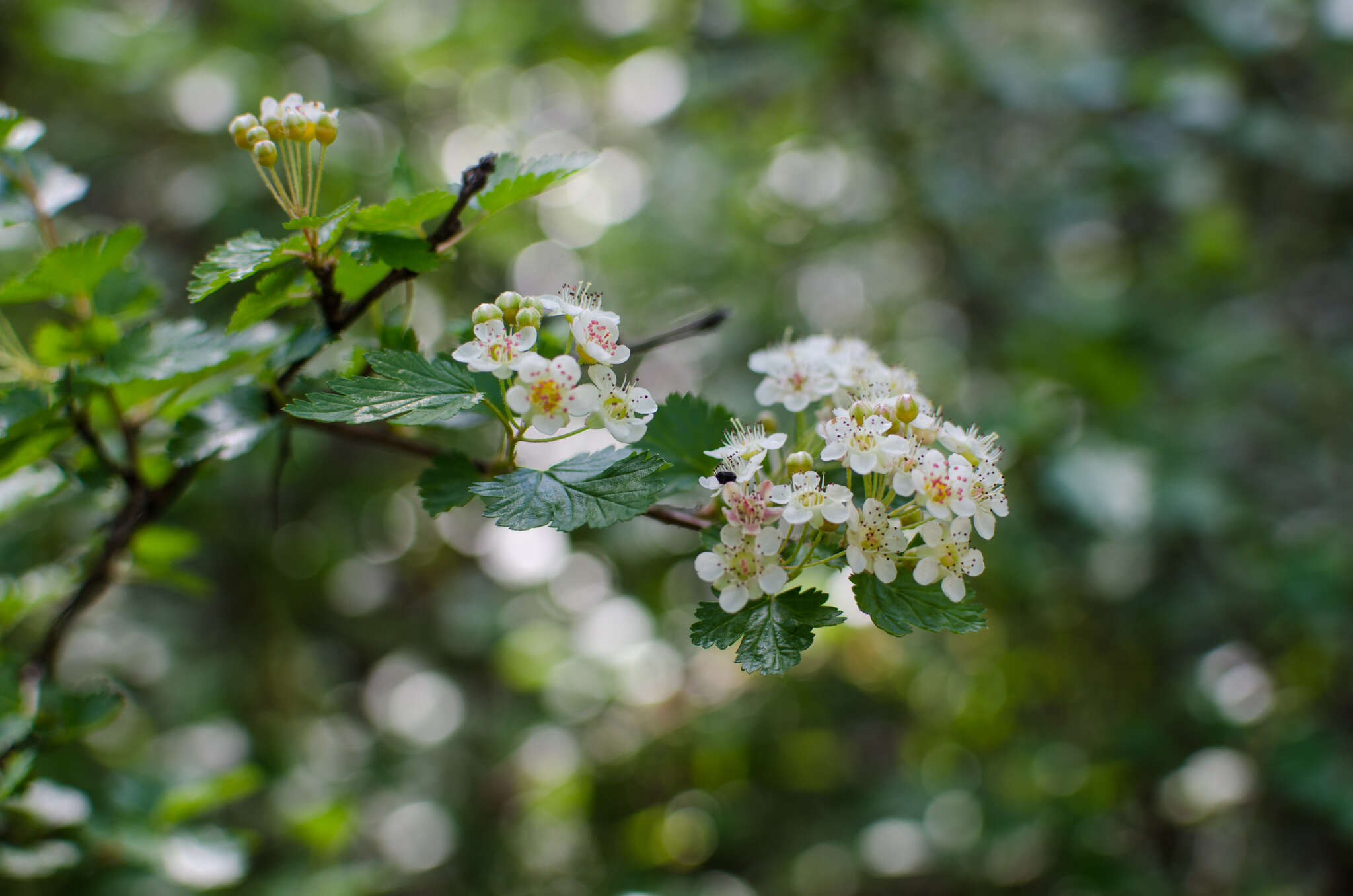 Слика од Physocarpus monogynus (Torr.) Kuntze