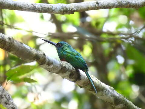 Image of Bluish-fronted Jacamar