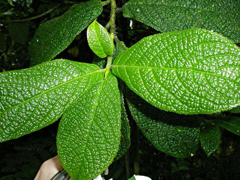 Image of Symplocos povedae F. Almeda