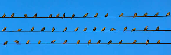 Image of White-cheeked Starling