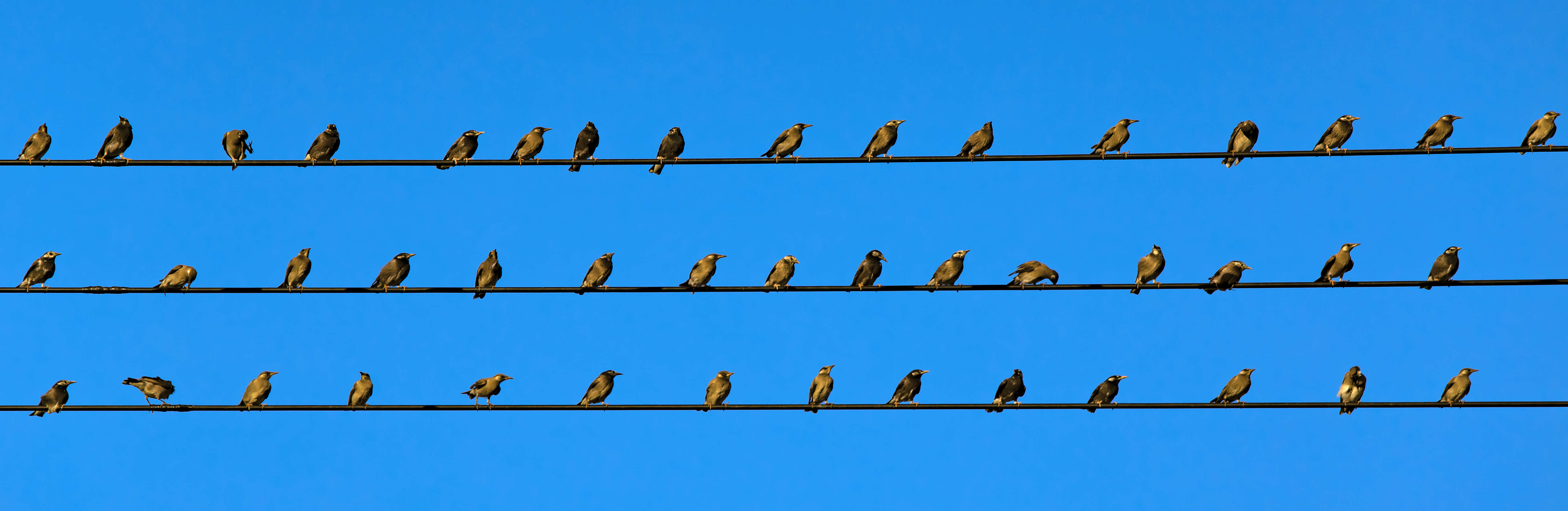 Image of White-cheeked Starling