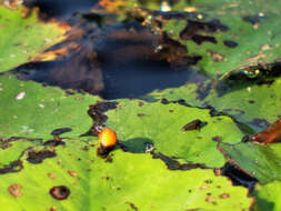 Image de <i>Galerucella nipponensis</i>