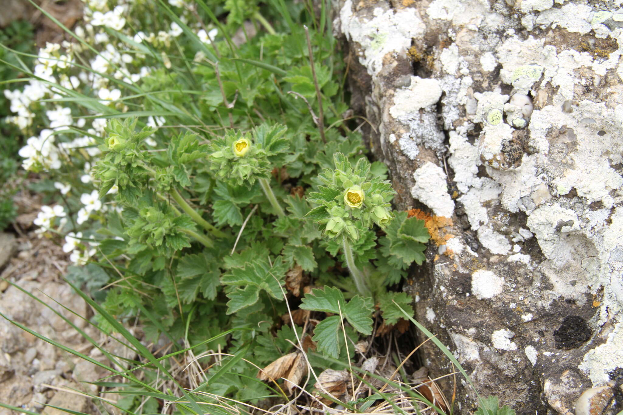 Image of Drymocallis geoides