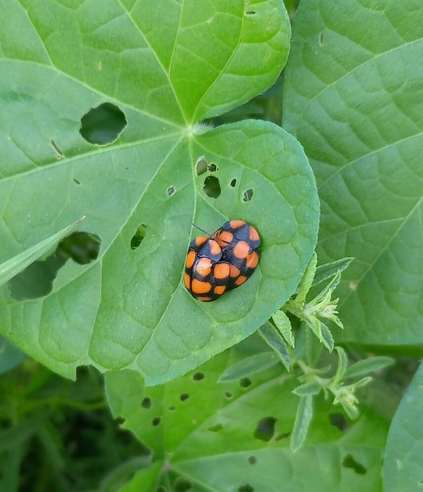 Imagem de Botanochara decempustulata (Boheman 1850)