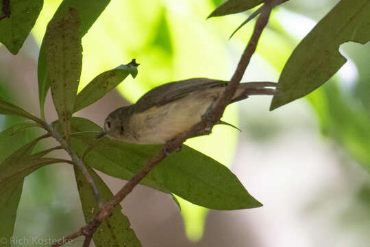 Imagem de Gerygone magnirostris Gould 1843