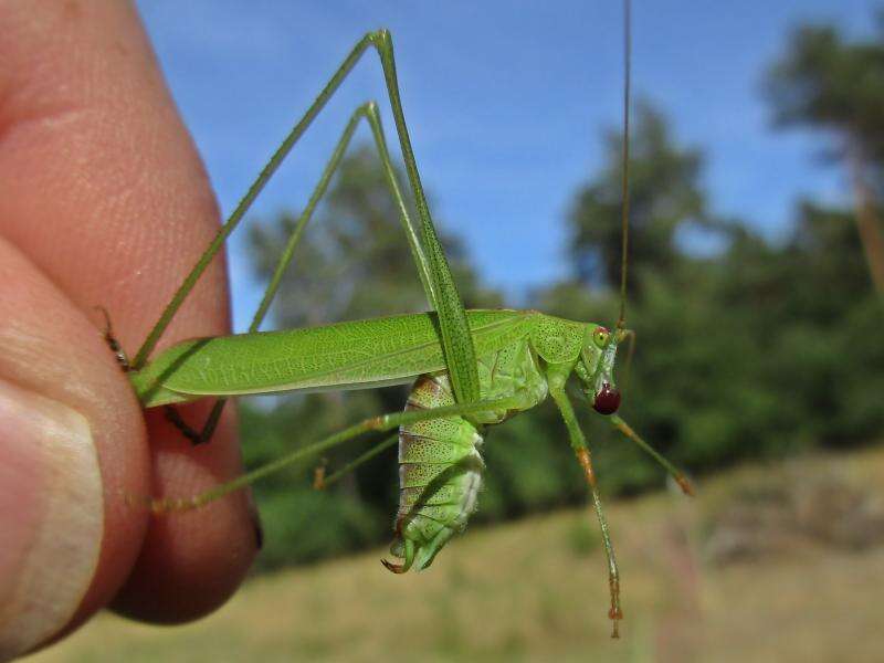 Image of sickle-bearing bush-cricket