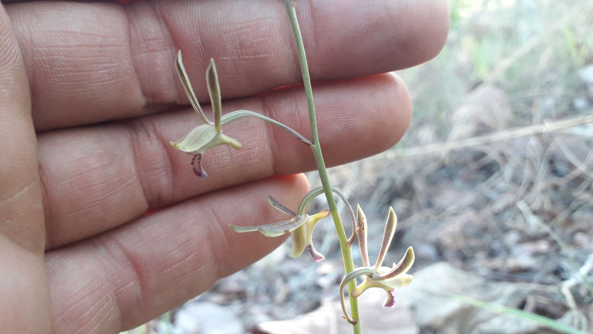 Eulophia seleensis (De Wild.) Butzin的圖片