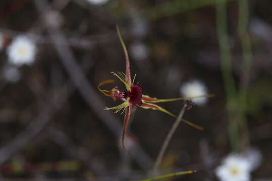 Image of Ray spider orchid