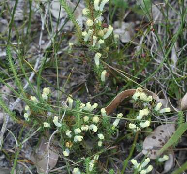 Image of Heath Leschenaultia