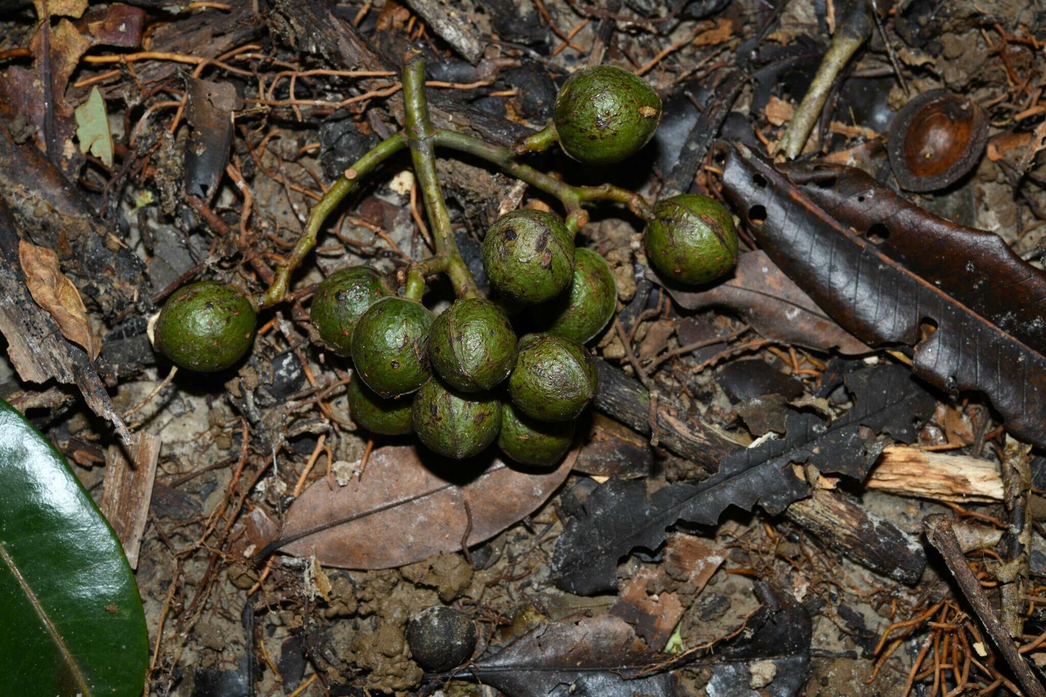 Image de Virola surinamensis (Rolander) Warb.