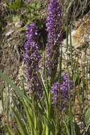 Image of Dactylorhiza umbrosa (Kar. & Kir.) Nevski