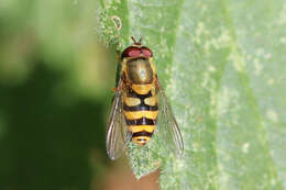 Image of Syrphus vitripennis Meigen 1822