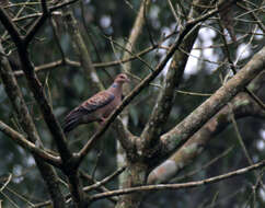 Image of Oriental Turtle Dove