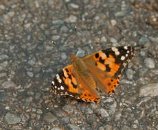 Plancia ëd Vanessa cardui