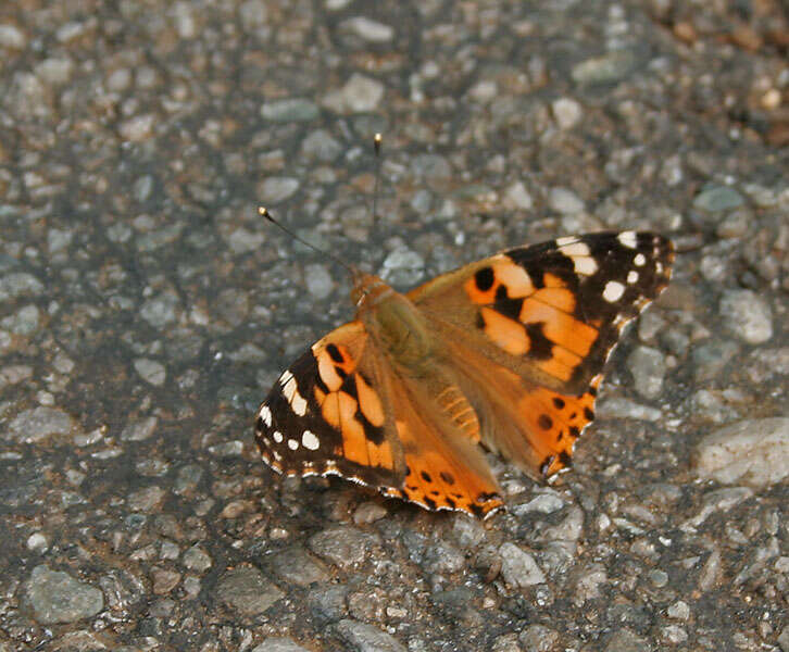 Plancia ëd Vanessa cardui