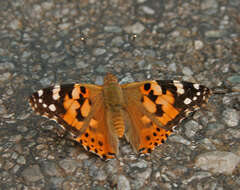 Image of Vanessa cardui