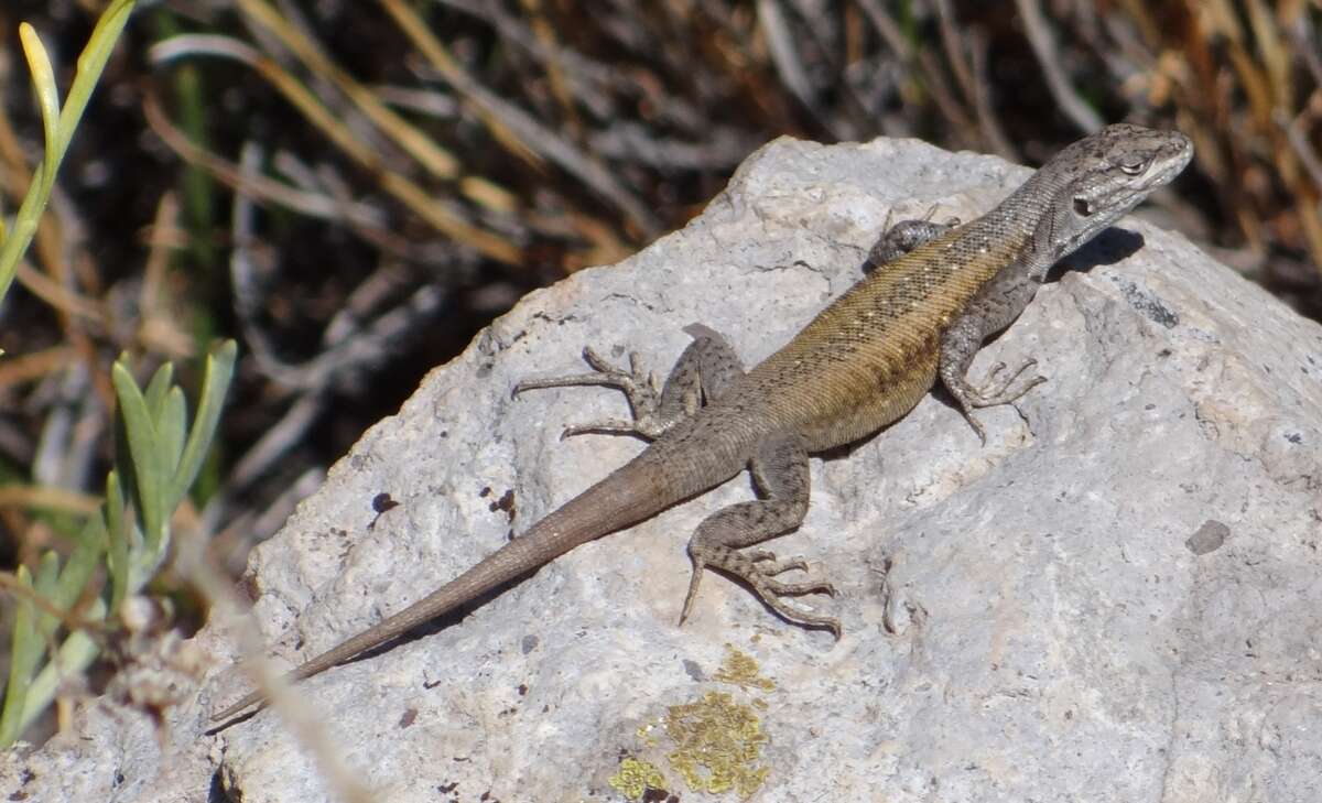 Image of Liolaemus smaug Abdala, Quinteros, Scrocchi & Stazzonelli 2010