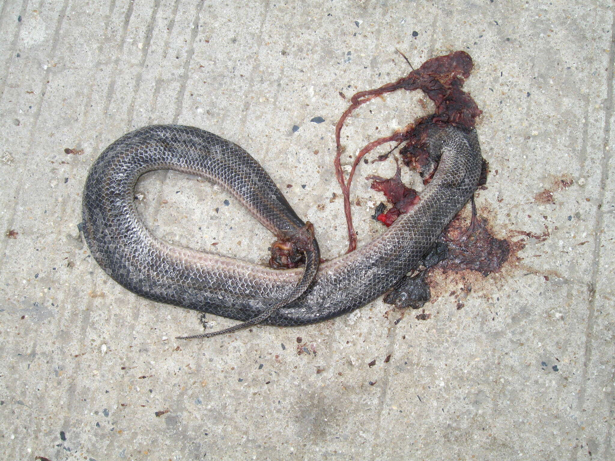 Image of Rainbow Mud Snake