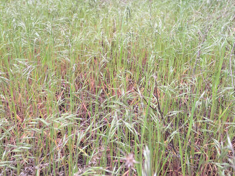 Imagem de Bromus tectorum L.