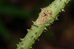 Image of Ripogonum discolor F. Muell.