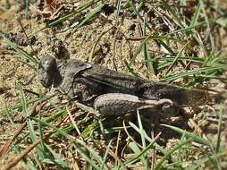 Image of blue-winged grasshopper