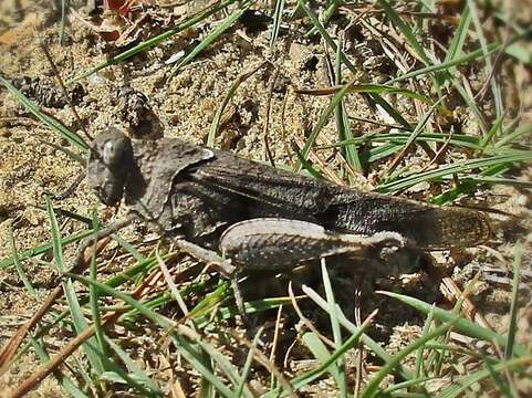 Image of blue-winged grasshopper