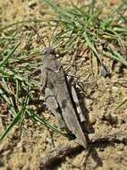 Image of blue-winged grasshopper