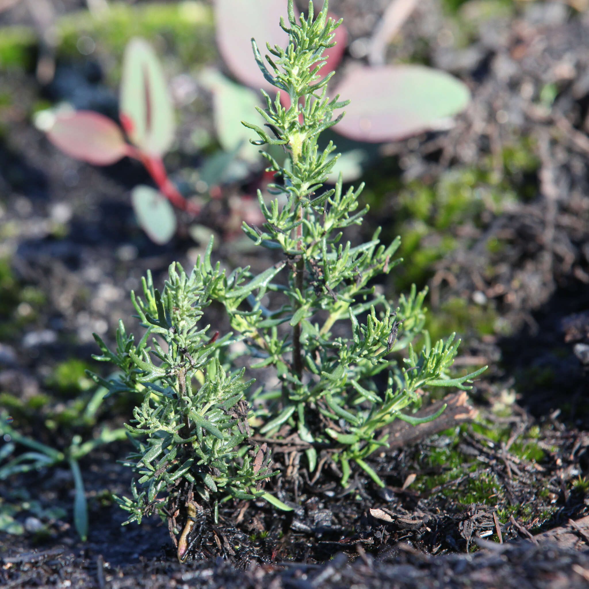 Image of Turpentine Mint-bush