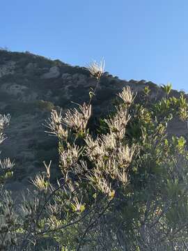 Image of island mountain mahogany