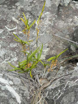 Image of Tridactyle tridentata (Harv.) Schltr.