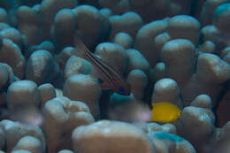 Image of Blue-eye cardinalfish