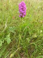 صورة Anacamptis pyramidalis (L.) Rich.