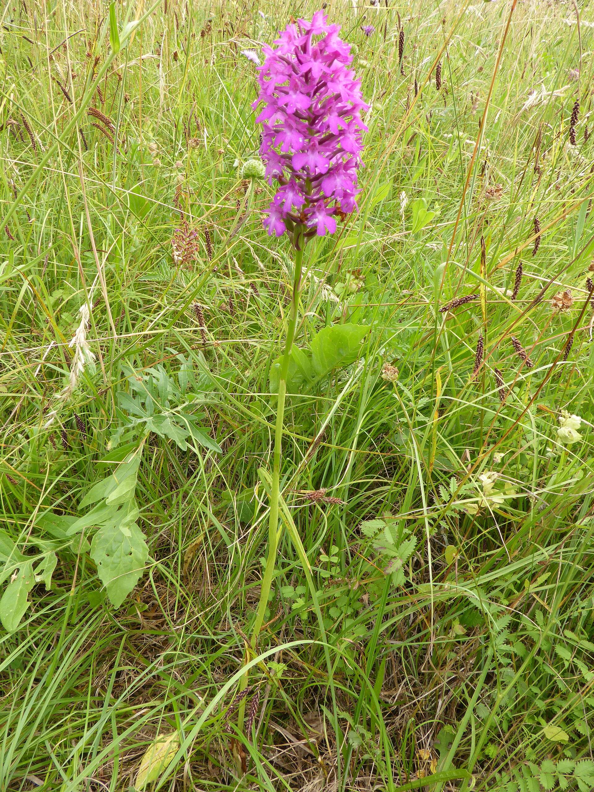 صورة Anacamptis pyramidalis (L.) Rich.