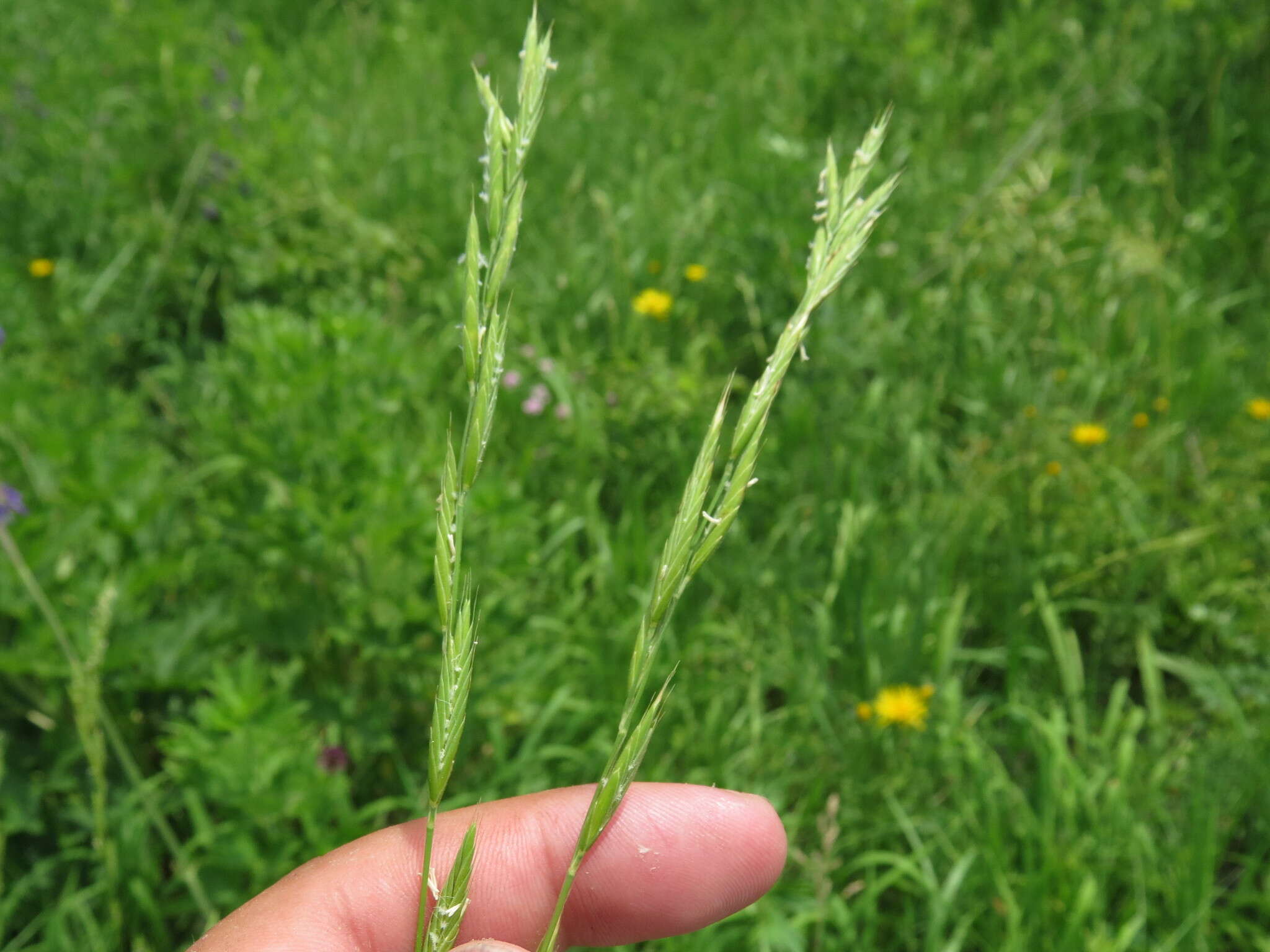 Image of heath false brome