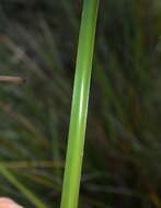 Imagem de Lepidosperma oldfieldii Hook. fil.