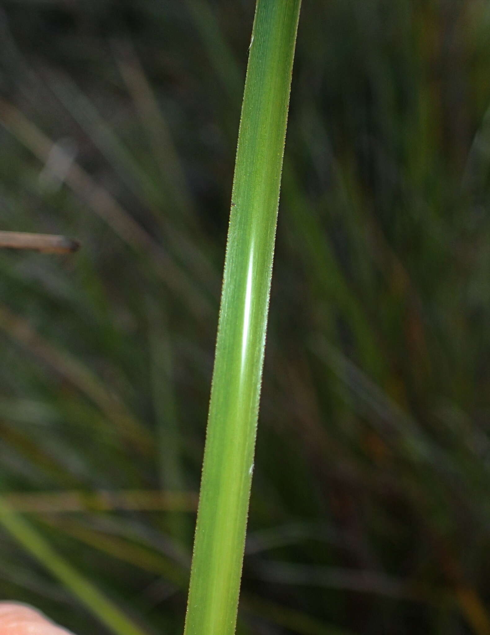 Imagem de Lepidosperma oldfieldii Hook. fil.