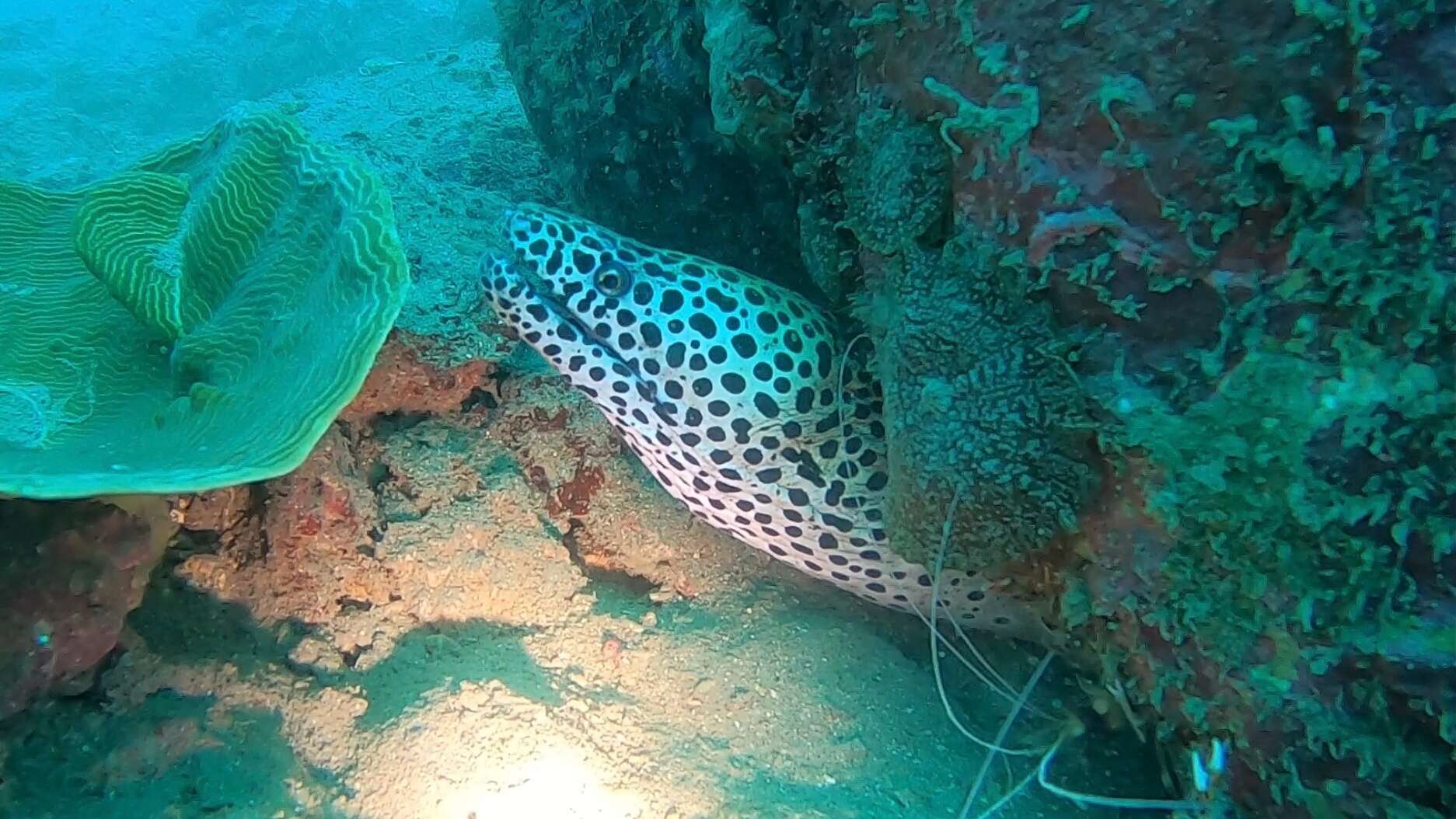 Image of Spotted moray