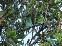 صورة Forpus conspicillatus caucae (Chapman 1915)