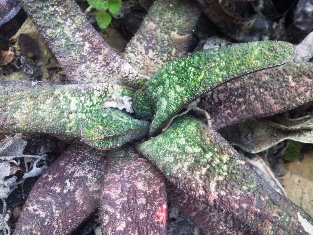 Image of Gasteria batesiana G. D. Rowley