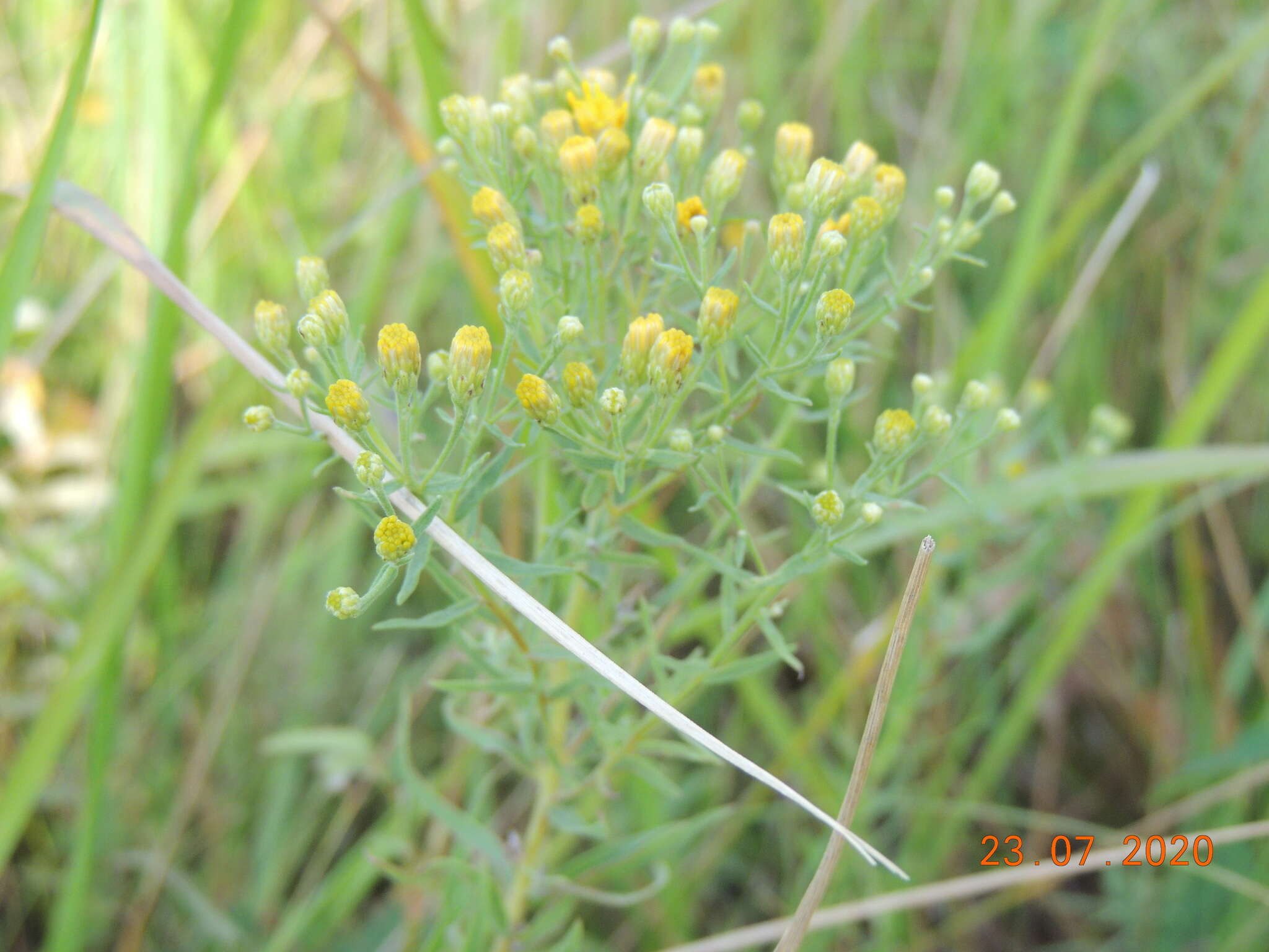 Слика од Galatella biflora (L.) Nees