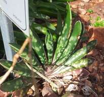 Image of Gasteria obliqua (Aiton) Duval