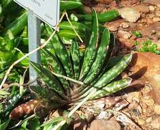 Image of Gasteria obliqua (Aiton) Duval