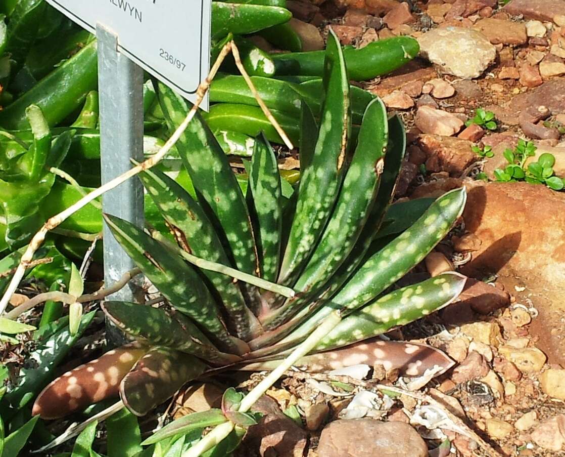 Image of Gasteria obliqua (Aiton) Duval