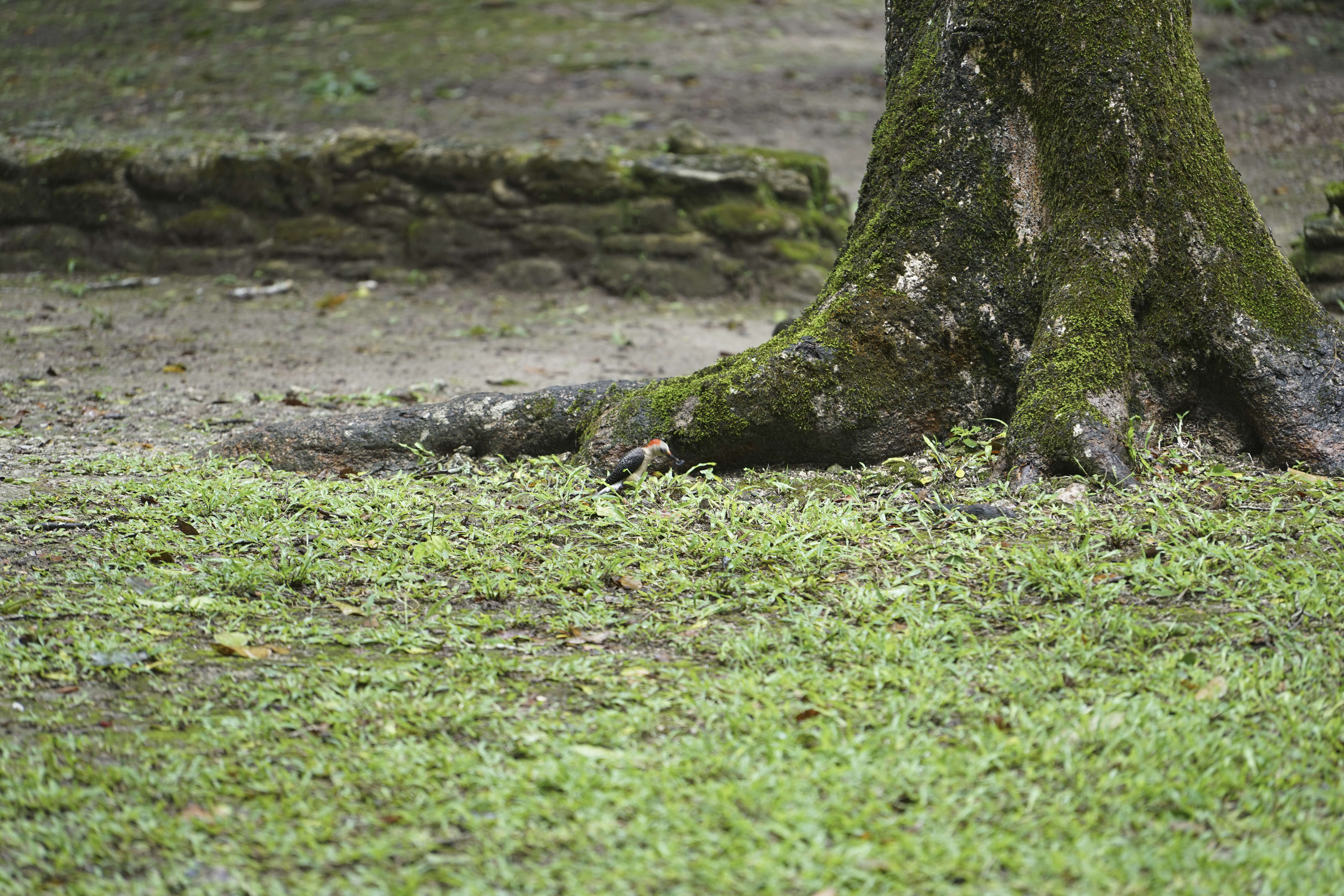 Melanerpes santacruzi (Bonaparte 1838)的圖片